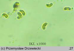 Amyloxenasma allantosporum (żylaczka serdelkowozarodnikowa)