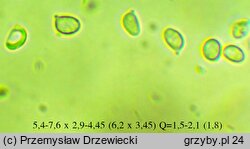 Botryobasidium laeve (pajęczynowiec szerokostrzępkowy)