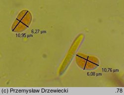 Helicobasidium purpureum (skrÄ™tniczka purpurowa)
