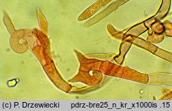Helicobasidium purpureum (skrÄ™tniczka purpurowa)