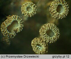 Brunnipila clandestina