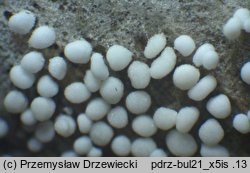 Bulbillomyces farinosus (bulwkowiec mączysty)