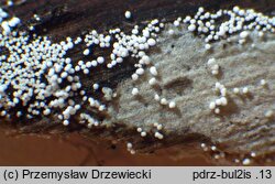 Bulbillomyces farinosus (bulwkowiec mączysty)