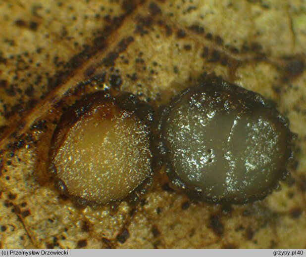 Coccomyces tumidus