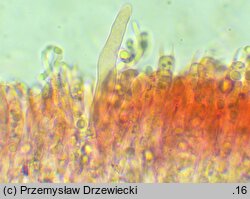 Hyphoderma roseocremeum (strzępkoskórka różowokremowa)