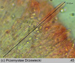 Hyphoderma roseocremeum (strzępkoskórka różowokremowa)