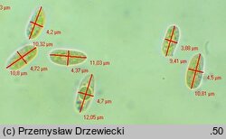 Hyphoderma roseocremeum (strzępkoskórka różowokremowa)