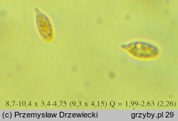 Mycetinis querceus (twardzioszek szczypiÃ³rkowy)