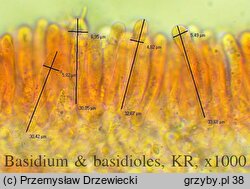 Mycetinis querceus (twardzioszek szczypiórkowy)