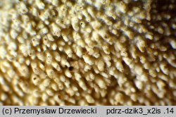 Hyphodontia arguta (strzępkoząb ostrokolczasty)