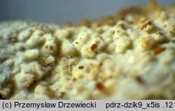 Hyphodontia arguta (strzÄ™pkozÄ…b ostrokolczasty)