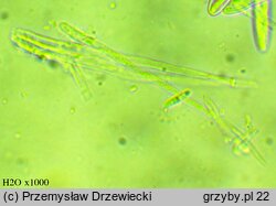 Calycina subtilis