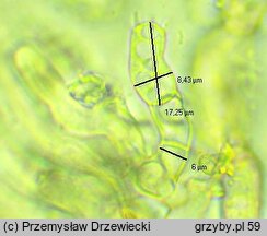 Botryobasidium laeve (pajęczynowiec szerokostrzępkowy)