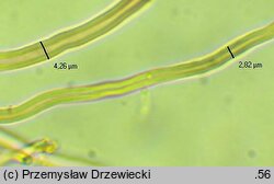 Antrodiella faginea (jamkóweczka bukowa)