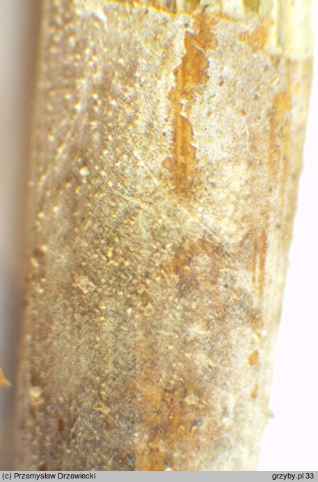 Resinicium bicolor (ząbkówka gwiazdkowatokryształkowa)