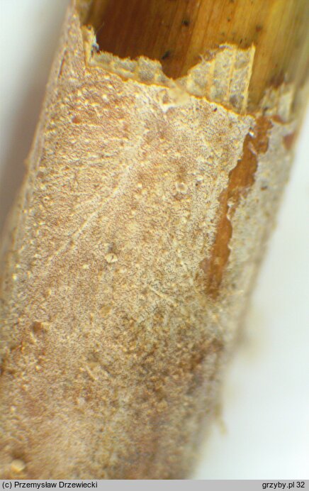 Resinicium bicolor (ząbkówka gwiazdkowatokryształkowa)