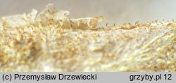 Resinicium bicolor (ząbkówka gwiazdkowatokryształkowa)