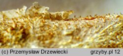 Resinicium bicolor (ząbkówka gwiazdkowatokryształkowa)