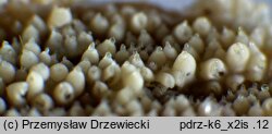 Dacryobolus sudans (płaszczek ząbkowany)