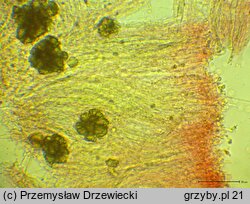 Gloiothele lactescens (balonikowiec mleczny)