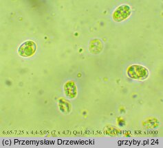 Gloiothele lactescens (balonikowiec mleczny)