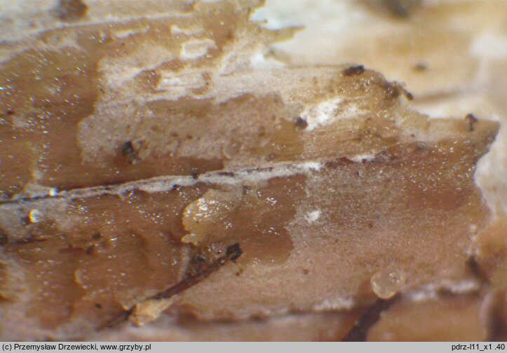 Sertulicium niveocremeum (wielozarodnikowiec białokremowy)
