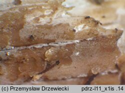 Sertulicium niveocremeum (wielozarodnikowiec białokremowy)