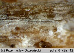 Sertulicium niveocremeum (wielozarodnikowiec białokremowy)