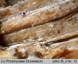 Sertulicium niveocremeum (wielozarodnikowiec białokremowy)