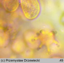 Sertulicium niveocremeum (wielozarodnikowiec białokremowy)