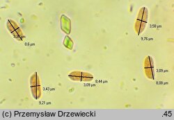 Sertulicium niveocremeum (wielozarodnikowiec białokremowy)