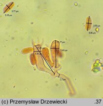 Sertulicium niveocremeum (wielozarodnikowiec białokremowy)