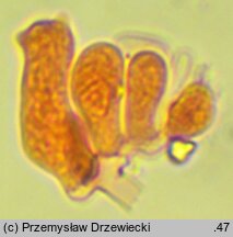 Sertulicium niveocremeum (wielozarodnikowiec białokremowy)