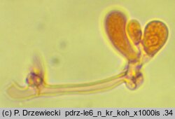 Sertulicium niveocremeum (wielozarodnikowiec białokremowy)