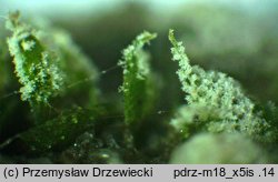 Rhizoctonia fusispora (strzępniczek wrzecionowatozarodnikowy)