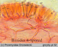 Mycena mucor (grzybówka pofałdowana)