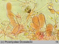 Rhizoctonia fusispora (strzępniczek wrzecionowatozarodnikowy)