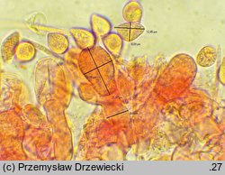 Rhizoctonia fusispora (strzępniczek wrzecionowatozarodnikowy)