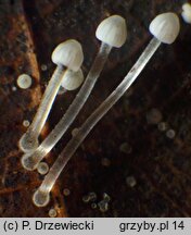 Mycena mucor (grzybówka pofałdowana)