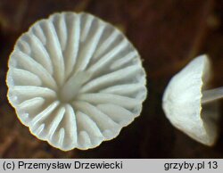 Mycena mucor (grzybówka pofałdowana)