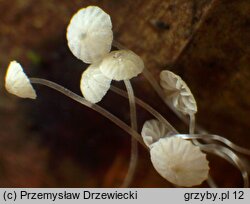 Mycena mucor (grzybówka pofałdowana)