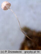Mycena smithiana (grzybówka bladoszara)