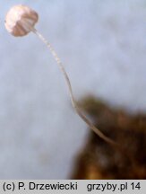 Mycena smithiana (grzybówka bladoszara)