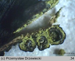 Eutypa flavovirens