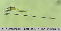 Eutypa flavovirens