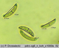 Eutypa flavovirens