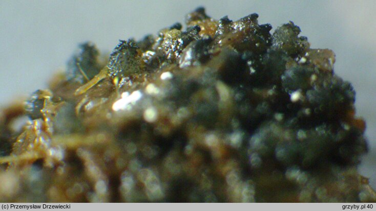 Schizothecium conicum
