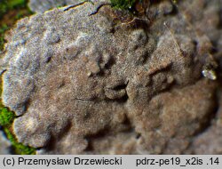 Peniophora lycii (powłocznica kulistorozwierkowa)