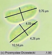 Peniophora lycii (powłocznica kulistorozwierkowa)