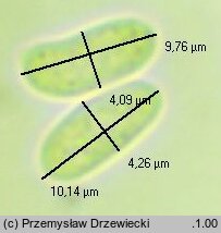 Peniophora lycii (powłocznica kulistorozwierkowa)